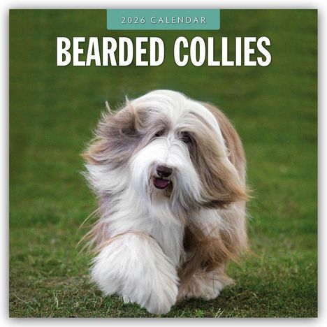 Robin Red: Bearded Collies - Bearded Collie 2026 - 16-Monatskalender, Kalender