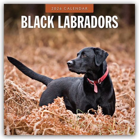Robin Red: Black Labrador Retrievers - Schwarze Labrador Retriever 2026 - 16-Monatskalender, Kalender