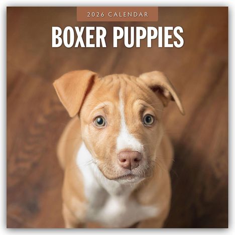 Robin Red: Boxer Puppies - Deutsche Boxer Welpen 2026 - 16-Monatskalender, Kalender