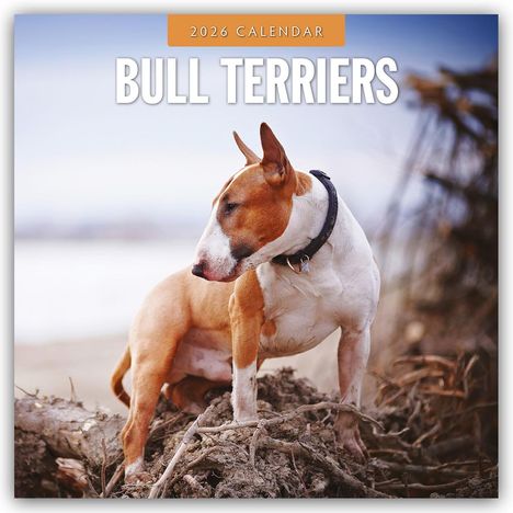 Robin Red: Bull Terriers - Bullterrier 2026 - 16-Monatskalender, Kalender