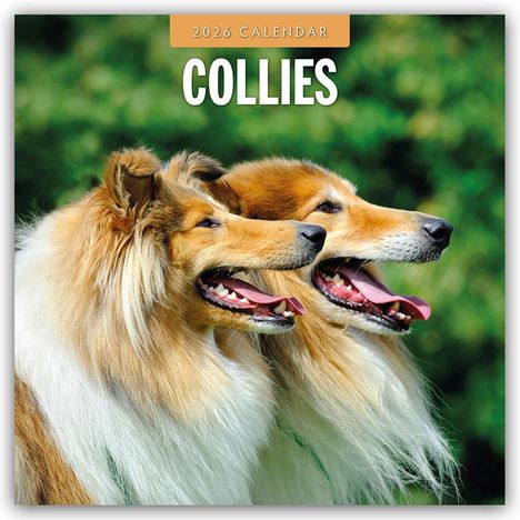 Robin Red: Collies - Collie 2026 - 16-Monatskalender, Kalender