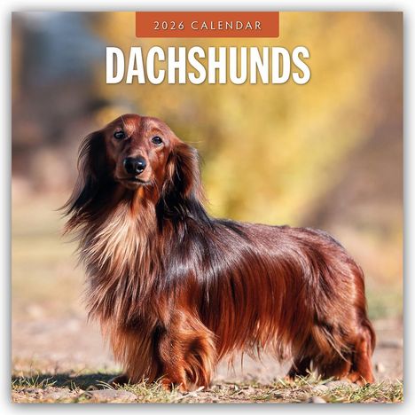 Robin Red: Dachshunds - Dackel - Dachshunde 2026 - 16-Monatskalender, Kalender