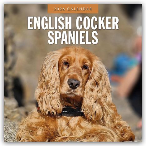 Robin Red: English Cocker Spaniels - Englisch Cocker Spaniel 2026 - 16-Monatskalender, Kalender