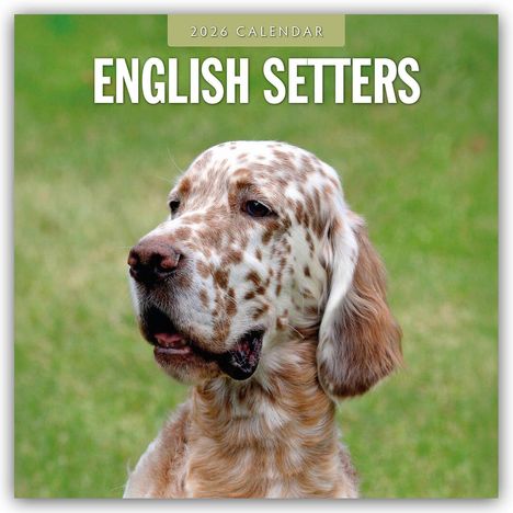 Robin Red: English Setters - Englisch Setter 2026 - 16-Monatskalender, Kalender