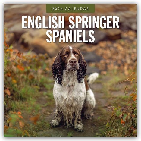 Robin Red: English Springer Spaniels - Englisch Springer Spaniels 2026 - 16-Monatskalender, Kalender