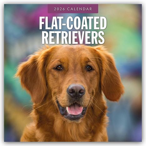 Robin Red: Flat-Coated Retrievers - Flat Coated Retriever 2026 - 16-Monatskalender, Kalender