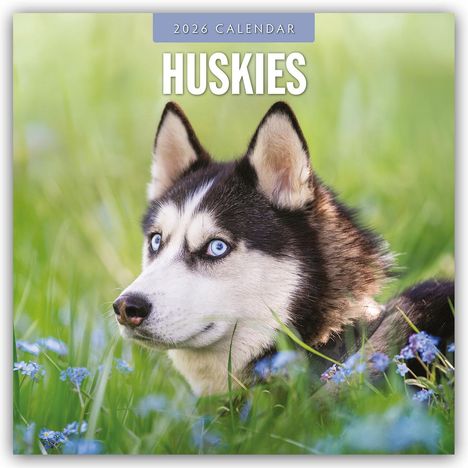Robin Red: Huskies - Husky - Huskys 2026 - 16-Monatskalender, Kalender