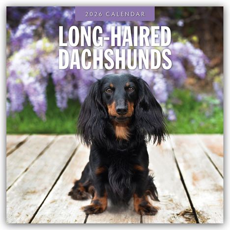 Robin Red: Long-Haired Dachshunds - Langhaardackel 2026 - 16-Monatskalender, Kalender