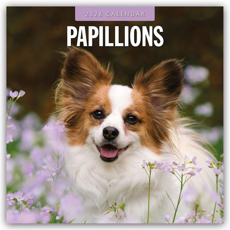 Robin Red: Papillons - Schmetterlingshund - Zwergspaniel 2026 - 16-Monatskalender, Kalender