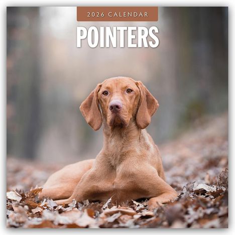 Robin Red: Pointers - Vorstehhund - Pointer 2026 - 16-Monatskalender, Kalender