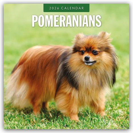 Robin Red: Pomeranians - Zwergspitz - Pomeranian Zwergspitz 2026 - 16-Monatskalender, Kalender