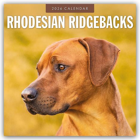 Robin Red: Rhodesian Ridgebacks - Rhodesian Ridgeback 2026 - 16-Monatskalender, Kalender