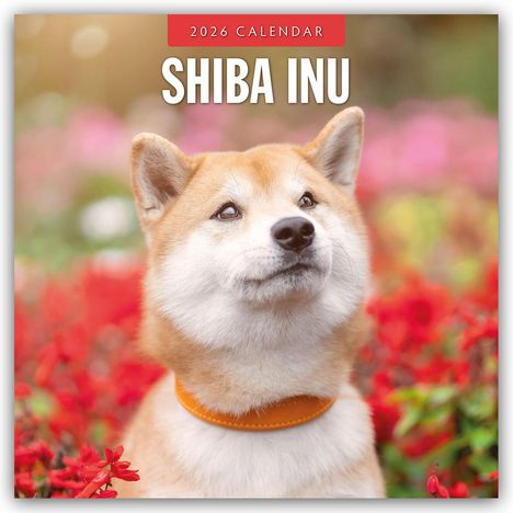 Robin Red: Shiba Inu 2026 - 16-Monatskalender, Kalender