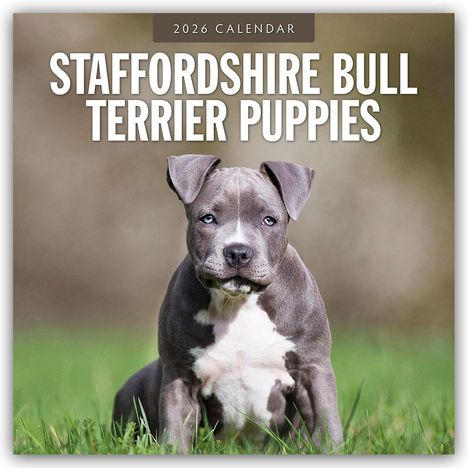 Robin Red: Staffordshire Bull Terrier Puppies - Staffordshire Bullterrier Welpen 2026 - 16-Monatskalender, Kalender