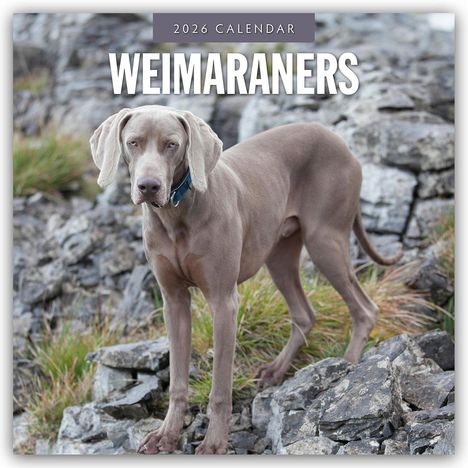Robin Red: Weimaraners - Weimaraner 2026 - 16-Monatskalender, Kalender