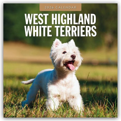 Robin Red: West Highland White Terriers - West Highland White Terrier - Westie 2026 - 16-Monatskalender, Kalender