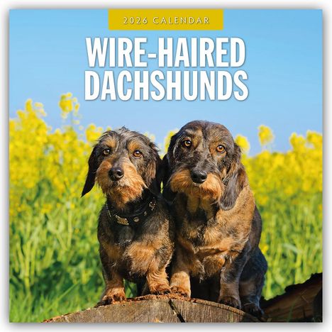 Robin Red: Wire-Haired Dachshunds - Rauhaardackel 2026 - 16-Monatskalender, Kalender