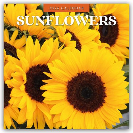 Robin Red: Sunflowers - Sonnenblumen 2026 - 16-Monatskalender, Kalender