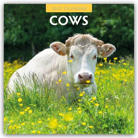 Text: "2027 CALENDAR" oben und "COWS" darunter. Eine weiße Kuh liegt auf einer Wiese mit gelben Blumen, umgeben von grünem Gras.