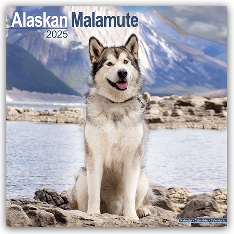 Avonside Publishing Ltd: Alaskan Malamute 2025 - 16-Monatskalender, Kalender