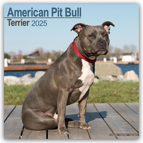 Avonside Publishing Ltd: American Pit Bull Terrier 2025 - 16-Monatskalender, Kalender