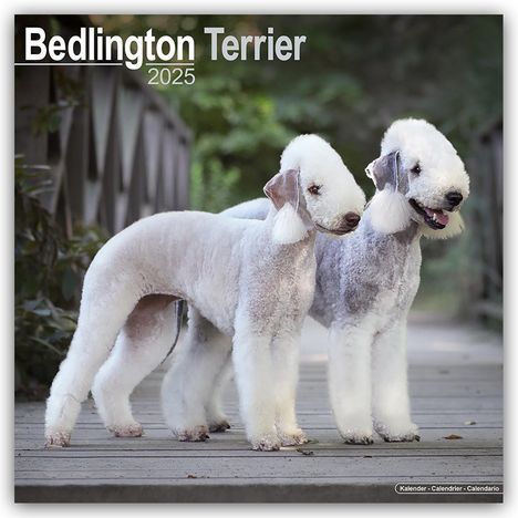 Avonside Publishing Ltd.: Bedlington Terrier 2025- 16-Monatskalender, Kalender
