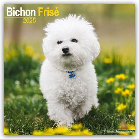 Avonside Publishing Ltd: Bichon Frisé - Gelockter Bichon 2025- 16-Monatskalender, Kalender