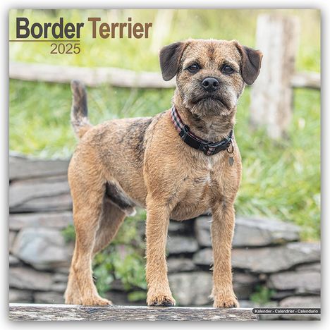 Avonside Publishing Ltd: Border Terrier 2025 - 16-Monatskalender, Kalender