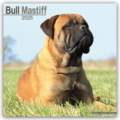 Avonside Publishing Ltd: Bull Mastiff 2025 - 16-Monatskalender, Kalender