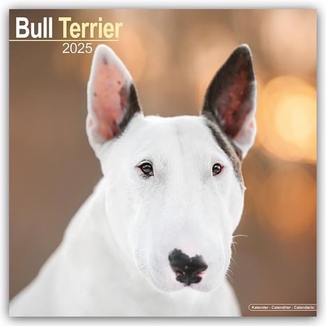 Avonside Publishing Ltd: Bull Terrier - Bull Terrier 2025 - 16-Monatskalender, Kalender