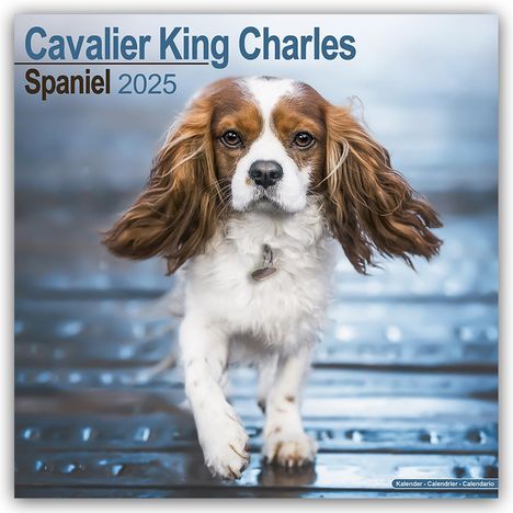 Avonside Publishing Ltd: Cavalier King Charles Spaniel 2025 - 16-Monatskalender, Kalender