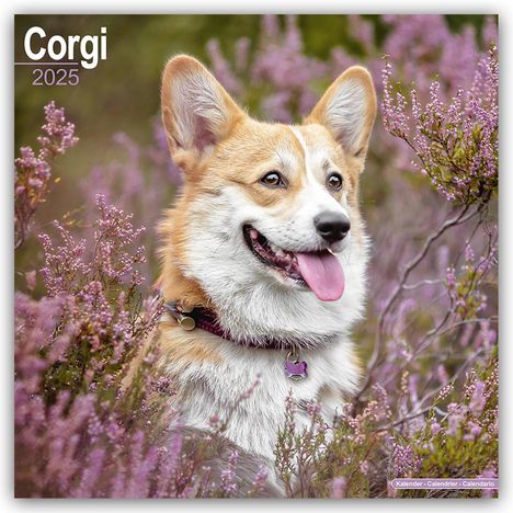 Avonside Publishing Ltd: Welsh Corgi 2025 - 16-Monatskalender, Kalender