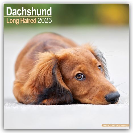 Avonside Publishing Ltd: Longhaired Dachshund - Langhaardackel 2025 - 16-Monatskalender, Kalender