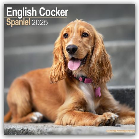 Avonside Publishing Ltd: English Cocker Spaniel - Englische Cockerspaniels 2025 - 16-Monatskalender, Kalender