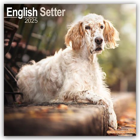 Avonside Publishing Ltd: English Setter - Englisch Setter 2025 - 16-Monatskalender, Kalender