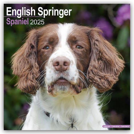 Avonside Publishing Ltd: English Springer Spaniels 2025 - 16-Monatskalender, Kalender