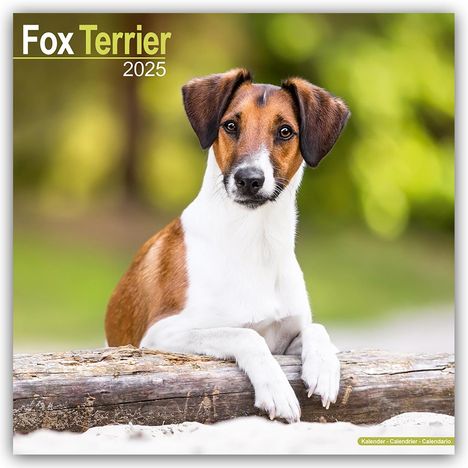 Avonside Publishing Ltd: Fox Terrier - Foxterrier 2025 - 16-Monatskalender, Kalender