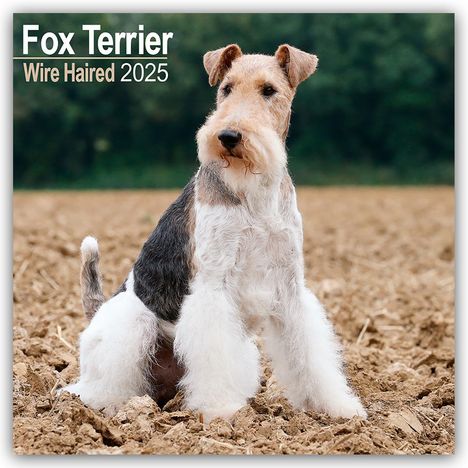 Avonside Publishing Ltd: Fox Terrier Wirehaired - Drahthaar Foxterrier 2025 - 16-Monatskalender, Kalender