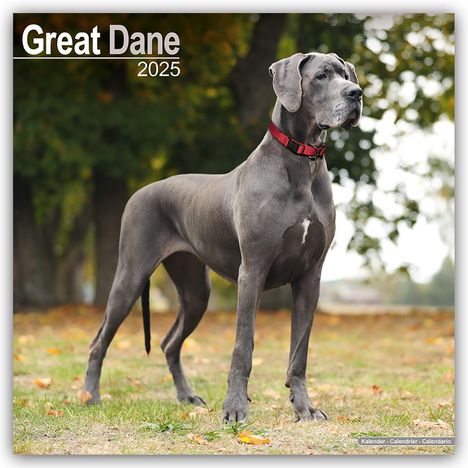 Avonside Publishing Ltd: Great Dane - Dänische Dogge 2025 - 16-Monatskalender, Kalender