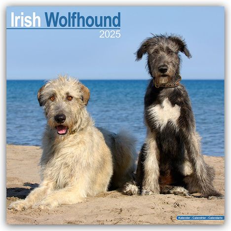 Avonside Publishing Ltd.: Irish Wolfhound - Irischer Wolfshund 2025 - 16-Monatskalender, Kalender