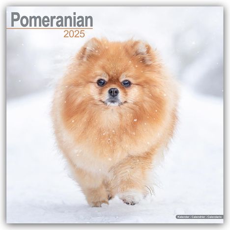 Avonside Publishing Ltd: Pomeranians - Zwergspitz - Pomeranian Zwergspitz 2025 - 16-Monatskalender, Kalender