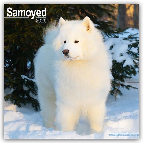 Avonside Publishing Ltd: Samoyed - Samojeden 2025 - 16-Monatskalender, Kalender