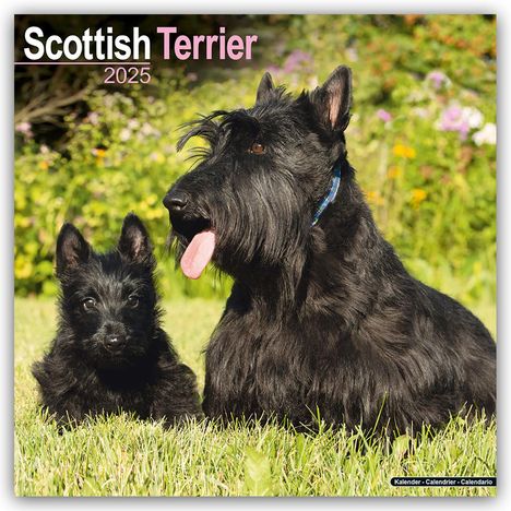 Avonside Publishing Ltd: Scottish Terrier - Scottish Terrier 2025- 16-Monatskalender, Kalender