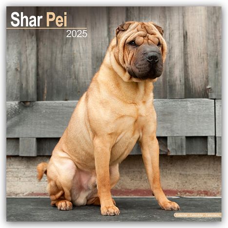 Avonside Publishing Ltd: Shar Pei - Shar-Pei 2025 - 16-Monatskalender, Kalender