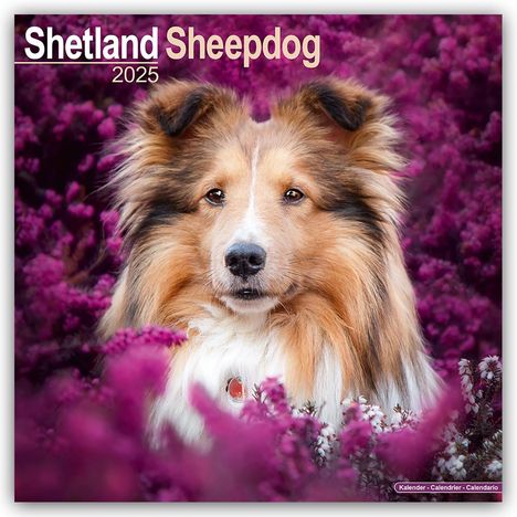 Avonside Publishing Ltd: Shetland Sheepdog - Shelties 2025 - 16-Monatskalender, Kalender