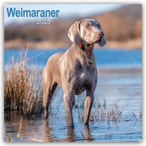 Avonside Publishing Ltd: Weimaraner - Weimaraner 2025 - 16-Monatskalender, Kalender