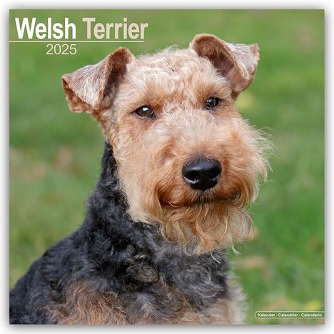 Avonside Publishing Ltd: Welsh Terrier 2025 - 16-Monatskalender, Kalender