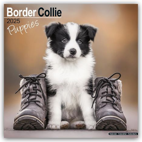 Avonside Publishing Ltd: Border Collie Puppies - Border Collie Welpen 2025 - 16-Monatskalender, Kalender
