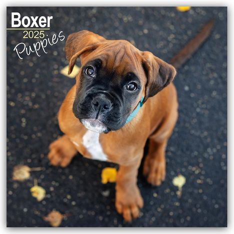 Avonside Publishing Ltd: Boxer Puppies - Boxer Welpen 2025 - 16-Monatskalender, Kalender