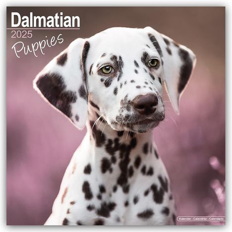 Avonside Publishing Ltd.: Dalmatian Puppies - Dalmatiner Welpen 2025 - 16-Monatskalender, Kalender